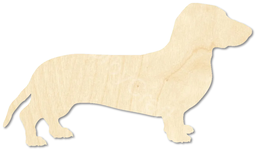 Dachshund