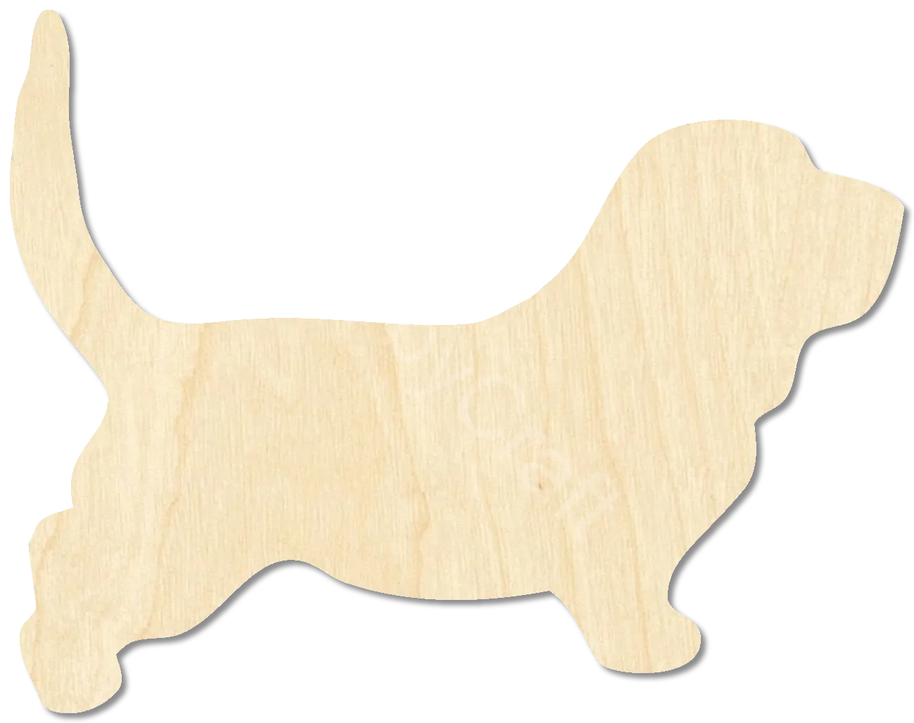 Basset Hound
