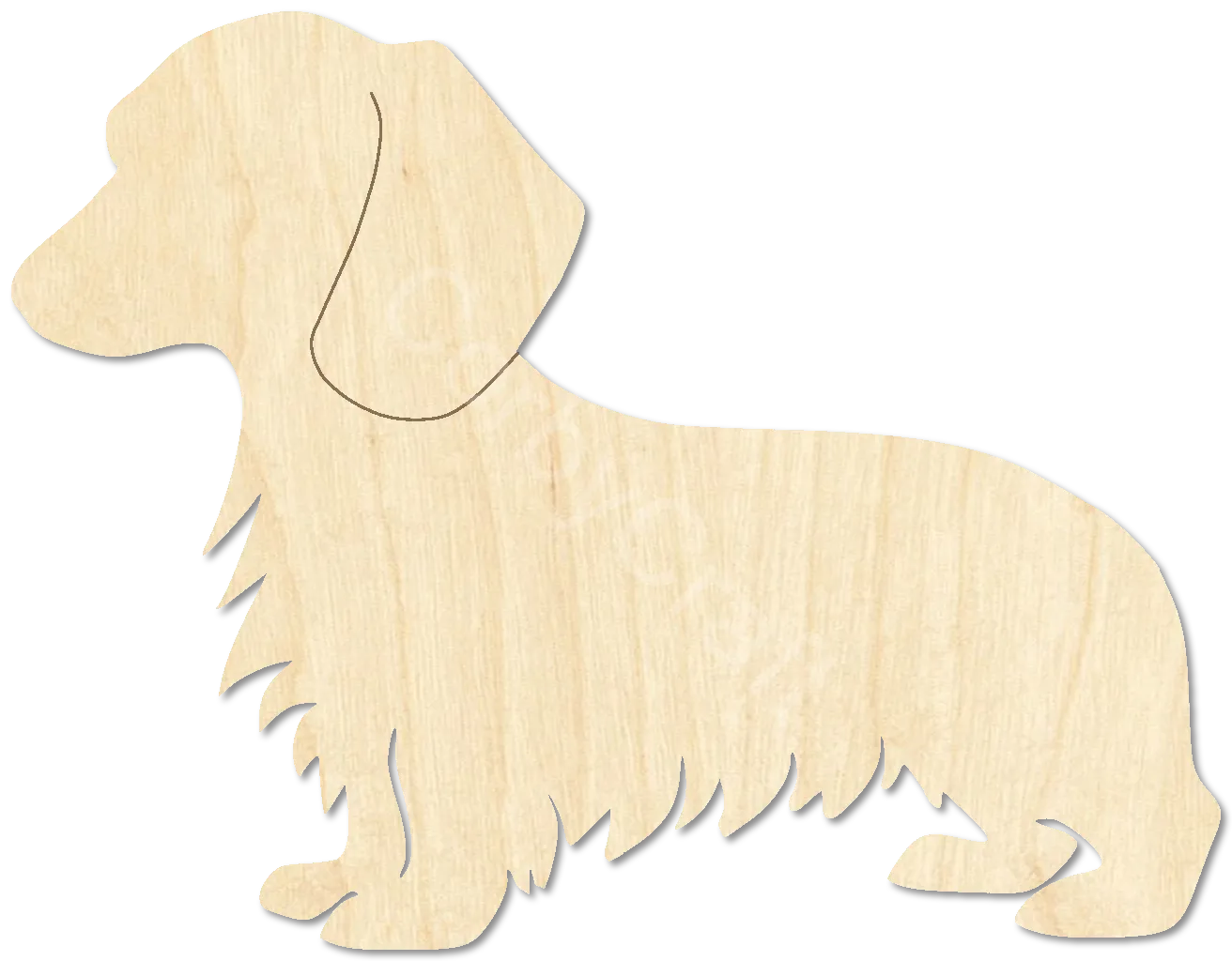 Dachshund