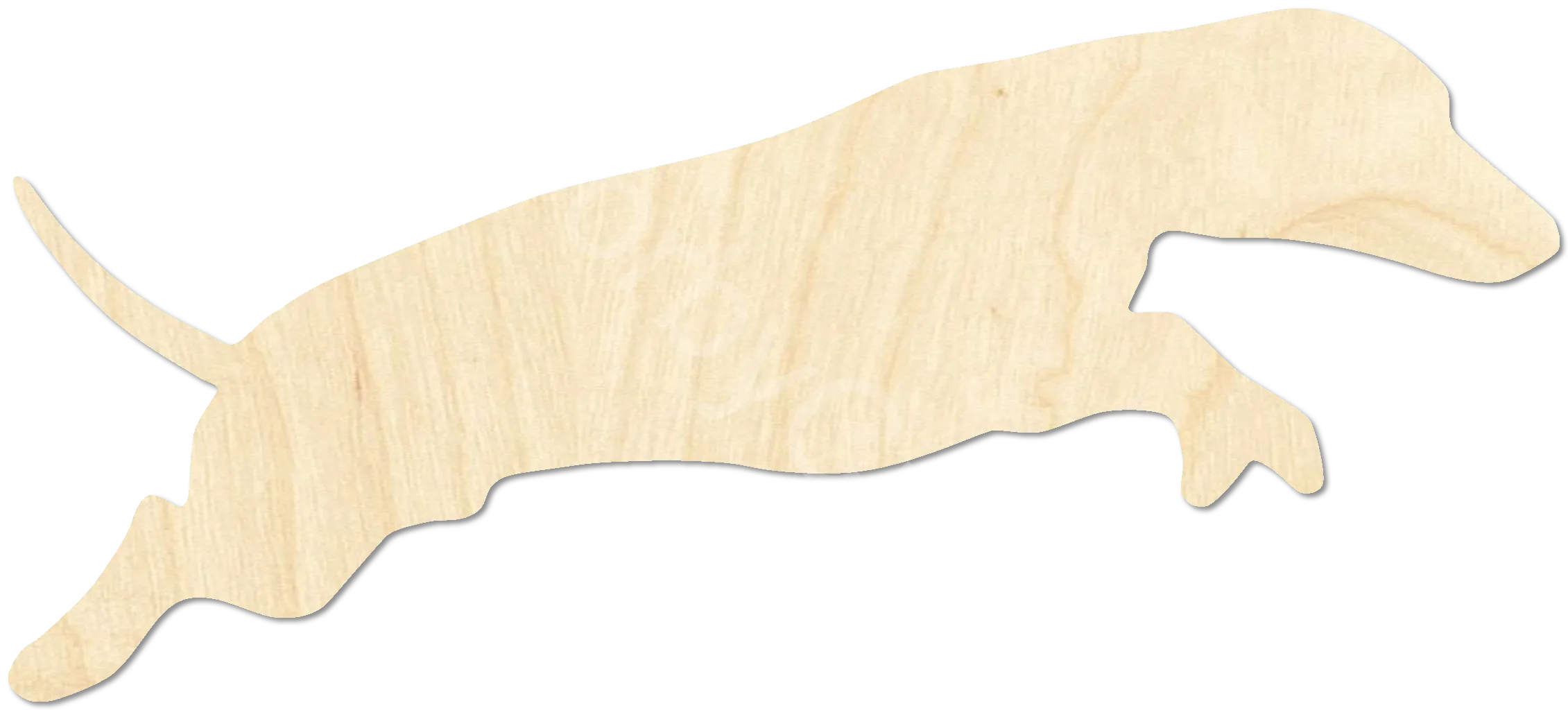 Dachshund
