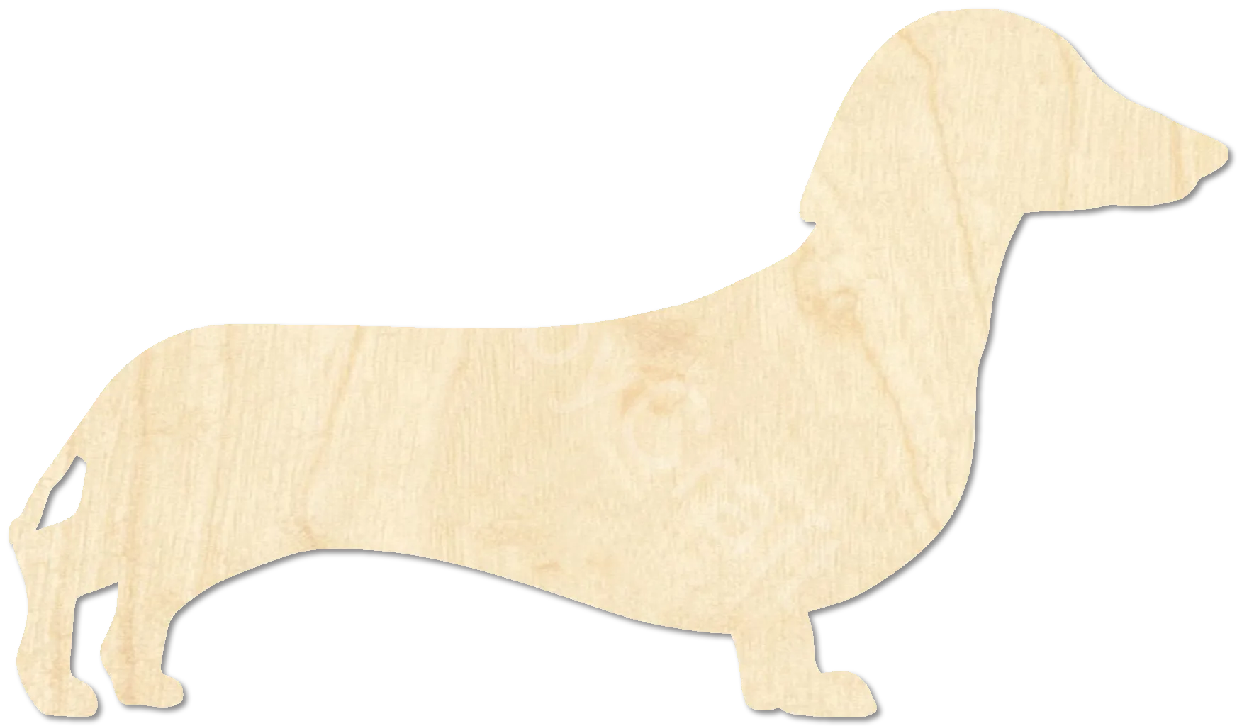 Dachshund